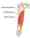 Hamstrings